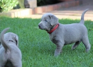 Reinrassige Silber Labrador welpen suchen liebevolles zu Hause