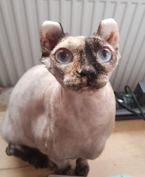 Sphynx Elf Mädchen Katze 