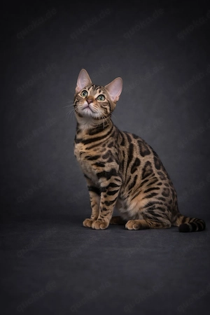 Bengal Kitten