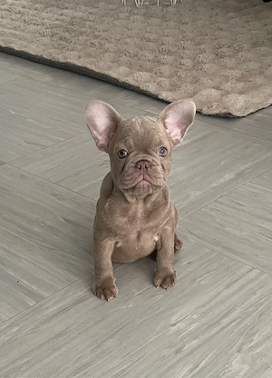 Französiche Bulldogge Welpe