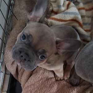 Französische Bulldogge (zur Abgabe bereit)