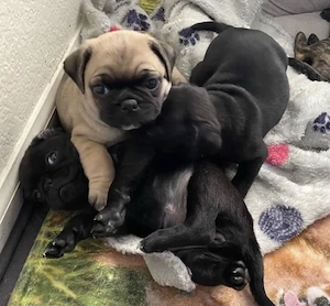 Mops Welpen für ein Haustier liebevolles zuhause