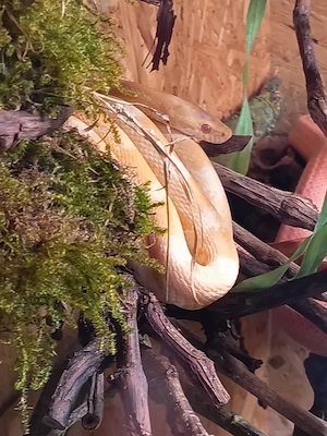 0,1 Butter Toffee het Stripe Kornnatter