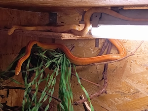 1,0 Amel Stripe Kornnatter 