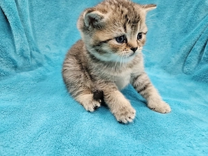 Wunderschönen BKH Kitten , noch 2 Kitten frei. 