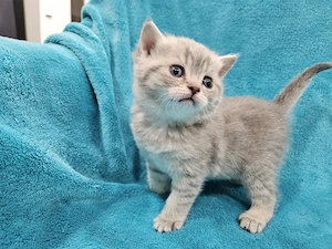 Wunderschönen BKH Kitten 