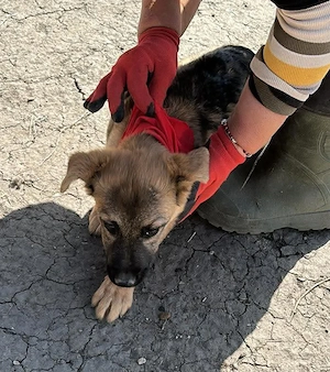 Leilli, kleine Zuckerschnute sucht liebevolle Menschen 