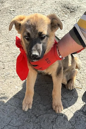 Leilli, kleine Zuckerschnute sucht liebevolle Menschen 