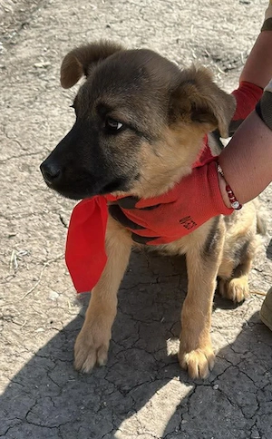 Leilli, kleine Zuckerschnute sucht liebevolle Menschen 