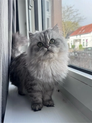 Süße Langhaar-Katzen suchen ein liebevolles neues Zuhause   