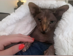 Super liebevolle und süße Sphynx Katze sucht ein neues Zuhause.