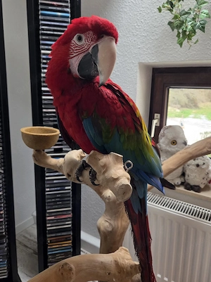 Grünflügelara Dunkelroter Ara männlich von Mai 25 super zahm 