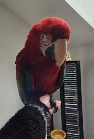 Dunkelroter Ara Grünflügelara männlich von Mai 25 super zahm 