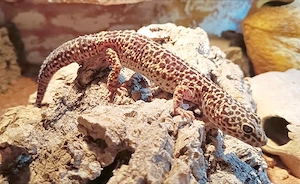 3 Leopardgecko Weibchen suchen neuen Hüpfergeber