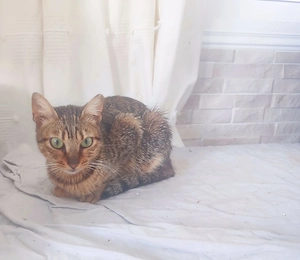 Kätzchen aus dem Tierschutz Bild 7