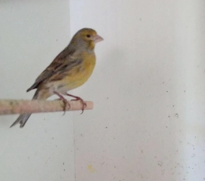 Kanarienvögel abzugeben, 2 Männchen & 2 Weibchen