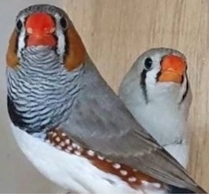 Suche Zebrafinken Pärchen 