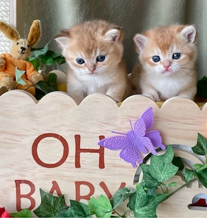 BKH Golden kitten Stammbaum 