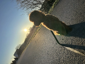 Toypudel Mädchen Bild 2