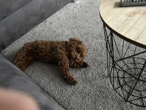 Toypudel Mädchen Bild 3