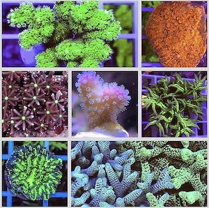 "Suche"Meerwasser Korallenableger im Raum Schleswig-Holstein !