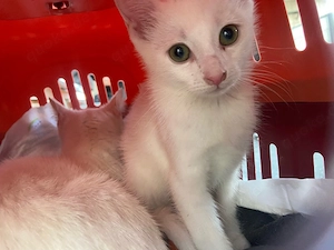 2 Notfellchen suchen ihr Für immer zuhause 