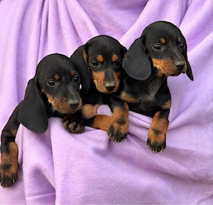 wunderschöne Dackel Welpen 