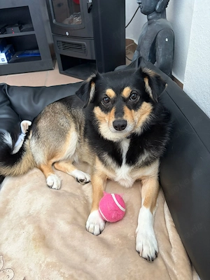 Kleine Mischlingshündin 