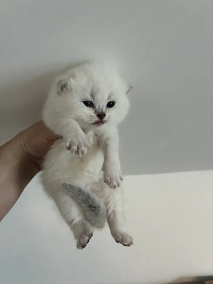 Bkh Kitten in Color Point