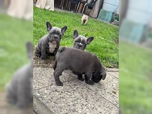 Süße Französische Bulldoggen Welpen!!