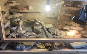 Leopardgecko Weibchen