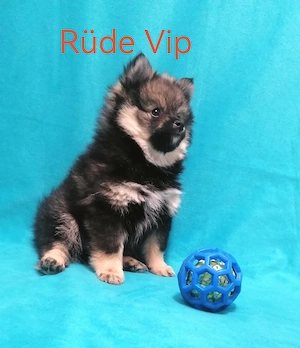 Zwergspitz-Pomchi Rüde