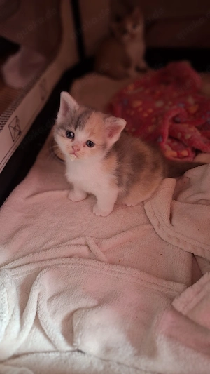 Wunderschöne BKH-Kitten suchen ein liebevolles Zuhause ab dem 28.4.26