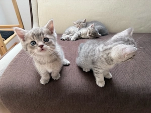 Süße Kätzchen suchen ein liebevolles Zuhause   