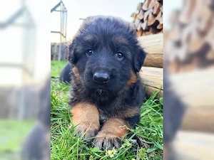 Deutsche Schäferhundwelpen