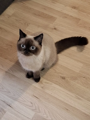 Junges Mischlingskätzchen (11 Monate) zu verkaufen