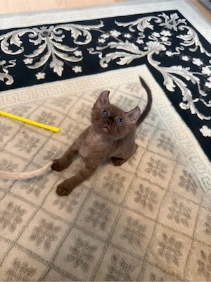 Wunderschöne Sphynx Elf Babys zur Reservierung