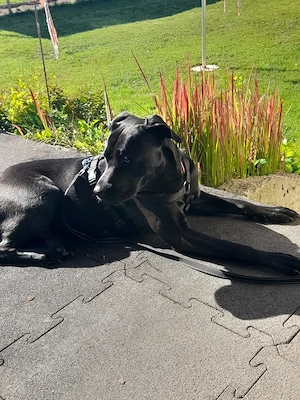 Schäferhund Corso mix Bild 2