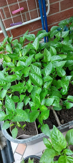 Chili Bio Jalapeno Bio Versand möglich 