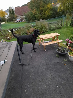 Schäferhund Corso mix Bild 3