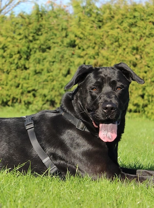 Schäferhund Corso mix Bild 4