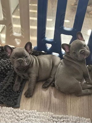 Französische Bulldogge Welpen mit Papiere