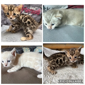 Reinrassige Bengal kitten Braun Tebby oder Snow Mink 