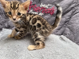 Reinrassige Bengal kitten Braun Tebby oder Snow Mink 
