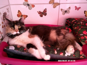 Superliebe hundeverträgliche wunderschöne Türkisch-Angora-Glückskätzin(dreifarbig schwarz-rot-weiß)!