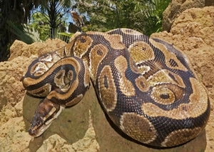 Suche einen nominanten Königspython!