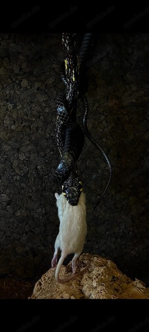 1.0 Spilotes Pullatus Guyana DNZ 2023