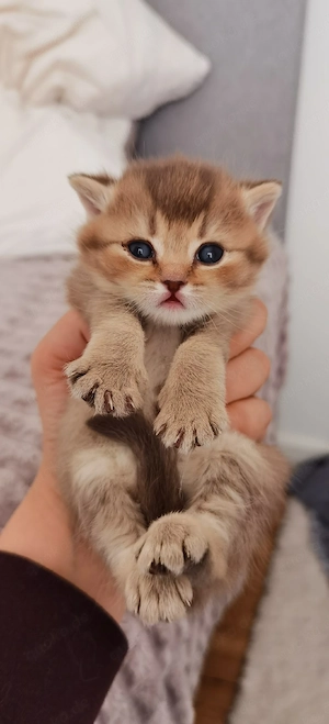      Süße Osterüberraschung: BKH Kitten suchen ein liebevolles Zuhause!     