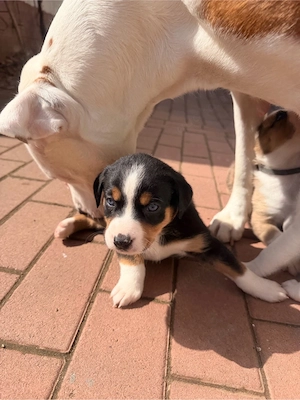 Aussiedor Welpen Australian Shephert Labrador Mix aus liebevoller Familienaufzucht   