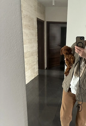 Toypudel in Red Braun  Bild 2